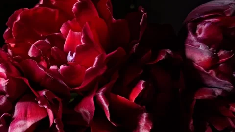 Red tulips Stock Footage 341676654