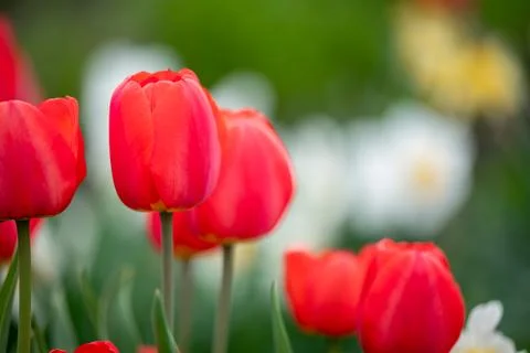 Red tulips in full bloom, close up Stock Photos
