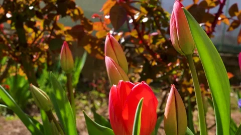 Red tulips in the garden, close up. Stock Footage 270297866
