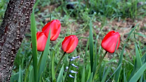 Red Tulips in garden Stock Footage 36479849
