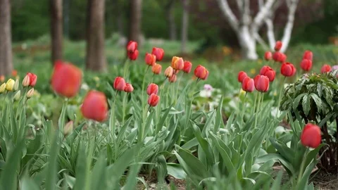 Red tulips in the garden Video stock 75182906