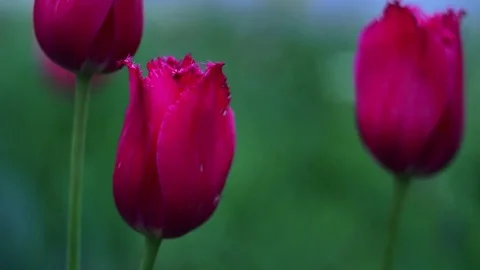 Red tulips in the garden Stock Footage 83554981