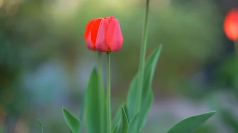 Red tulips in the garden Stock Footage