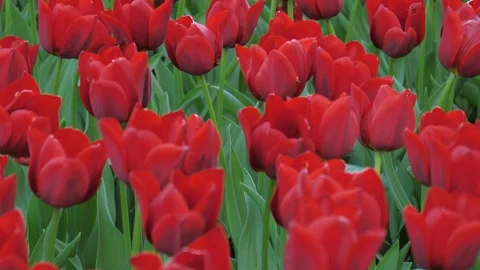 Red Tulips in a Garden Stock Footage 126267191