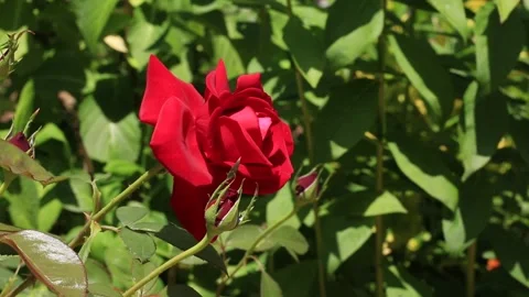 Red tulips in the garden Video stock 310156571