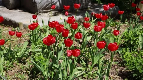  red tulips in the garden Stock Footage 310355563