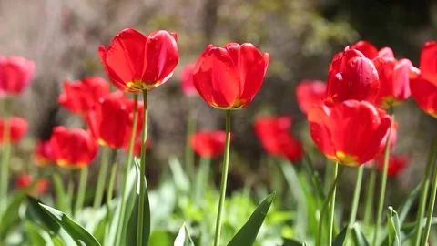 Red tulips in the garden Video stock 310355577