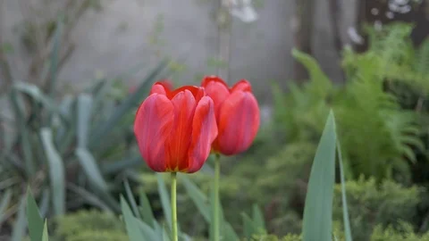 Red tulips in the garden in the wind. Video stock 123254403