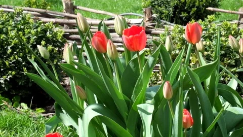 Red tulips gently swing from the wind Stock Footage 89136694