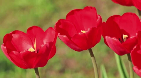 Red tulips on a green background Stock Footage 50055997