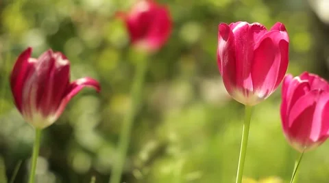 Red Tulips On A Green Background 動画素材 50442661