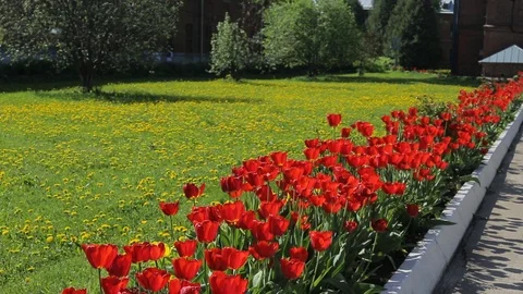 Red tulips on green grass background Stock Footage 106223848