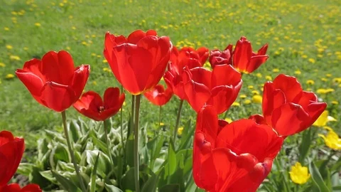 Red tulips on green grass background Stock Footage 106224082