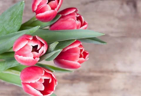 Red tulips on grey background Stock Photos