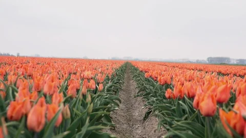 Red tulips growing in a field during springtime in Holland Stock Footage 108329192