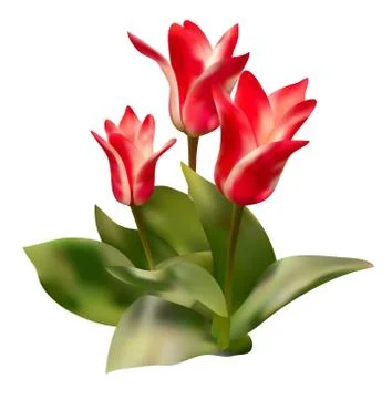 Red tulips Stock Illustration