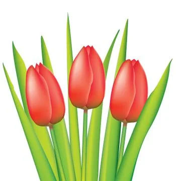 Red tulips Stock Illustration