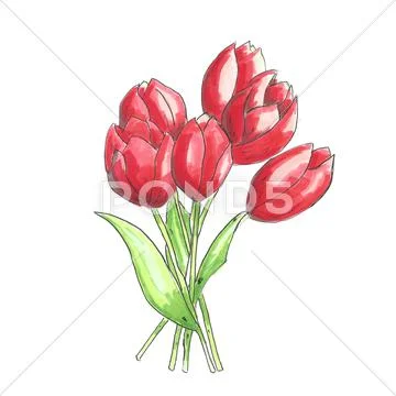 Red tulips illustration Stock Illustration