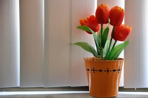 Red tulips infront of the window Stock Photos