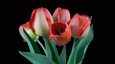 Red tulips isolated on black background. Time lapse. Stock Footage 106768466
