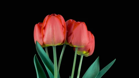 Red tulips isolated on black background. Time lapse. Stock Footage 106820919