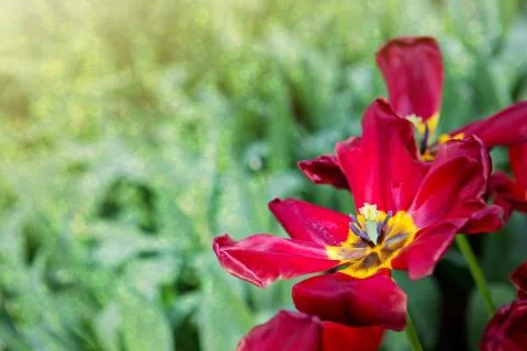 Red tulips isolated on green .Easter background. Stock Photos