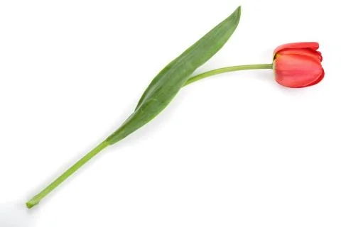 Red tulips isolated on white background. Top view. Flat lay pattern 写真素材