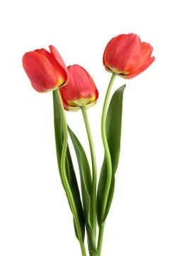 Red tulips isolated on white background. Top view. Flat lay pattern 写真素材