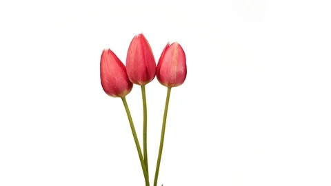 Red tulips isolated on white 動画素材 91624608
