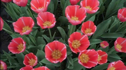 Red tulips-jib-pan 스톡 동영상 10860858