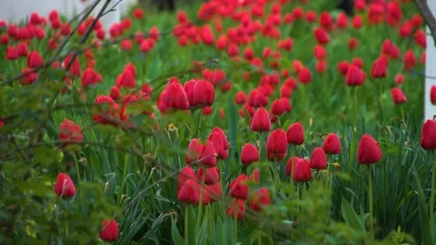 Red tulips lawn Video stock 106587527