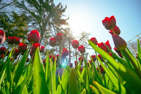 Red tulips. Low angle view of red tulips in the park against blue sky and sun Stock Photos