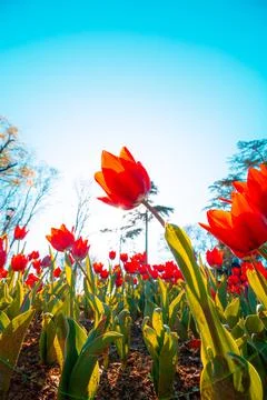 Red tulips low angle view. Spring blossom background photo Stock Photos