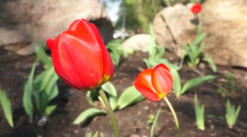 Red tulips. Macro Stock Footage 49546647