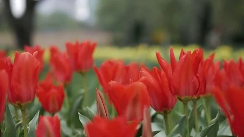 Red tulips macro shot Video stock 75182114