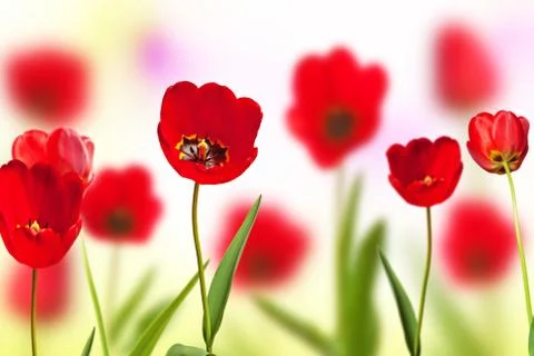 Red Tulips on the Meadow in the Springtime. Stock Photos