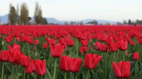 Red Tulips - Medium Closeup Stockbeeldmateriaal 10900629