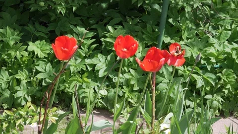 Red tulips moving on the wind Stock Footage 89872685