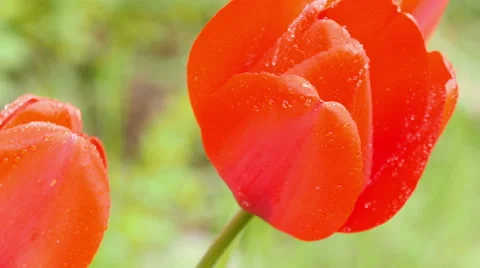 Red tulips on the nature. Stock Footage 49646745