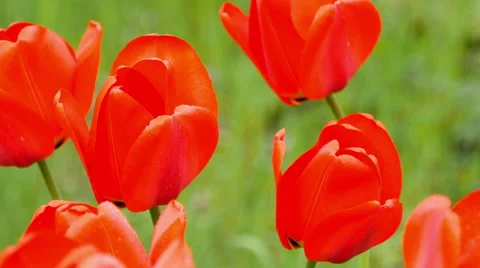 Red tulips on the nature. Stock Footage 49646763