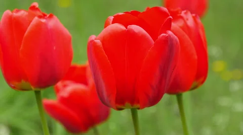 Red tulips on the nature Stock Footage 49685924