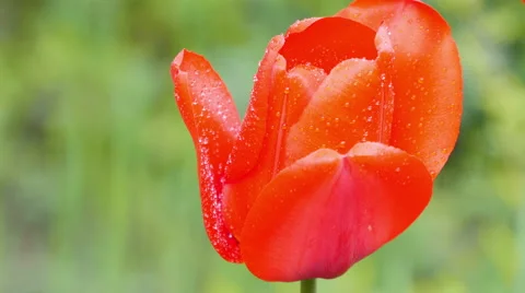 Red tulips on the nature. Stock Footage 49733864