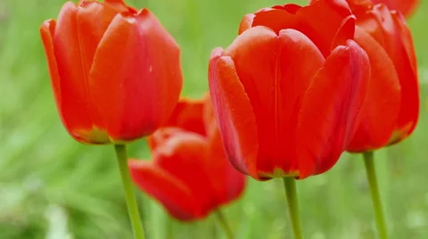 Red tulips on the nature. Stock Footage 49736003