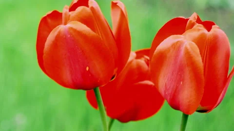 Red tulips on the nature. Stock Footage 49746490