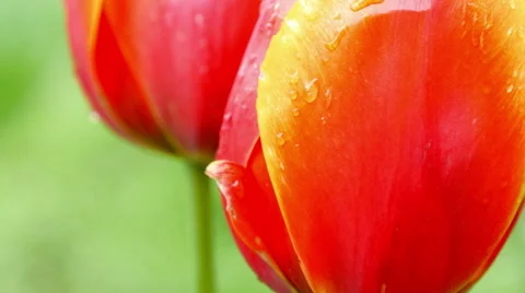 Red tulips on the nature Stock Footage 49929869