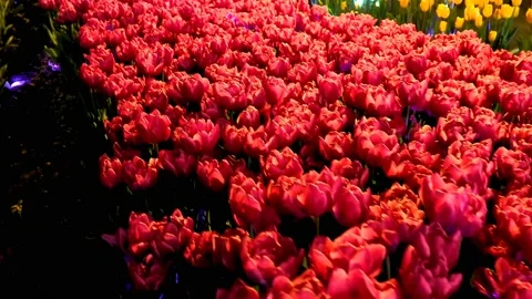 Red tulips at night with lights Stock Footage 234199743