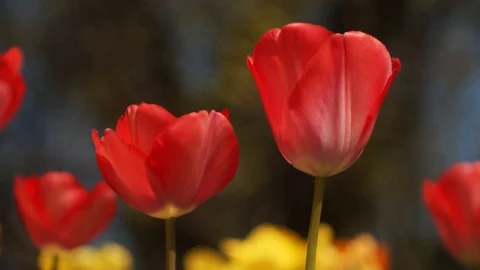 Red tulips over a blurry background Stockbeeldmateriaal 129318184
