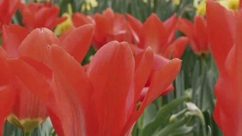 Red tulips pan left Video stock 75003889