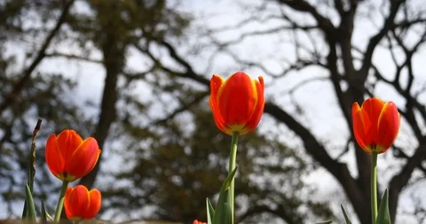 Red Tulips in a park Stockbeeldmateriaal 87523021
