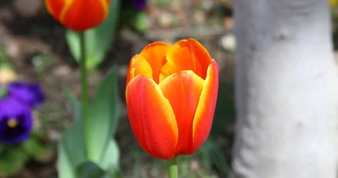 Red Tulips in a park Stockbeeldmateriaal 87523240